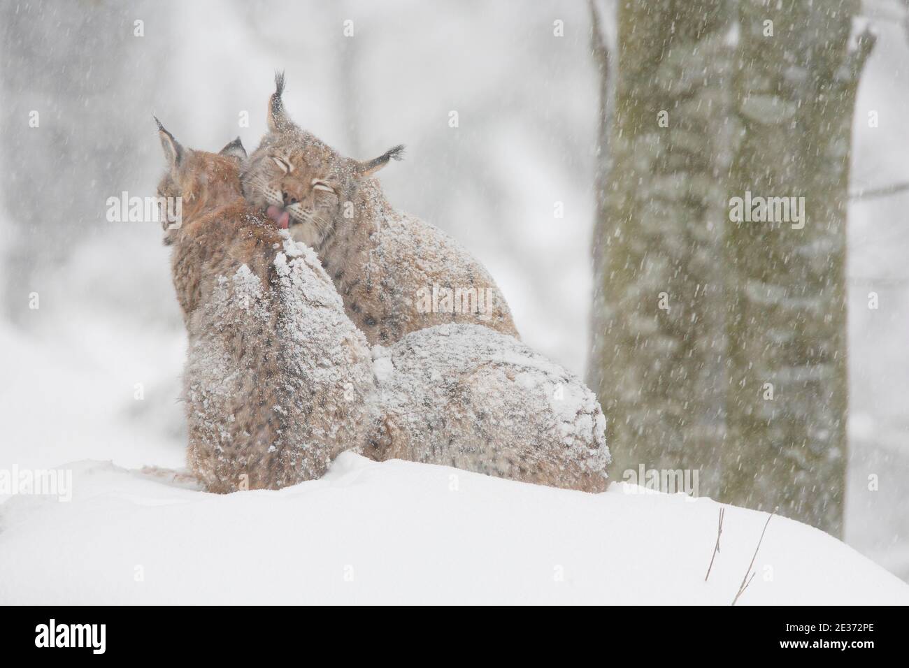 Luchs, Eurasischer Luchs, Eurasischer Luchs (Luchs), Europäischer Luchs, im Winter, Nationalpark Bayerischer Wald, Deutschland Stockfoto