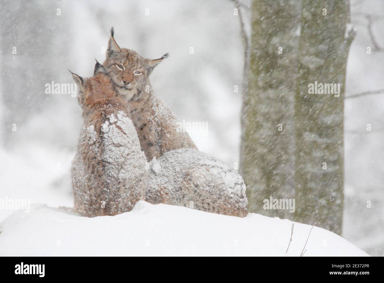 Luchs, Eurasischer Luchs, Eurasischer Luchs (Luchs), Europäischer Luchs, im Winter, Nationalpark Bayerischer Wald, Deutschland Stockfoto