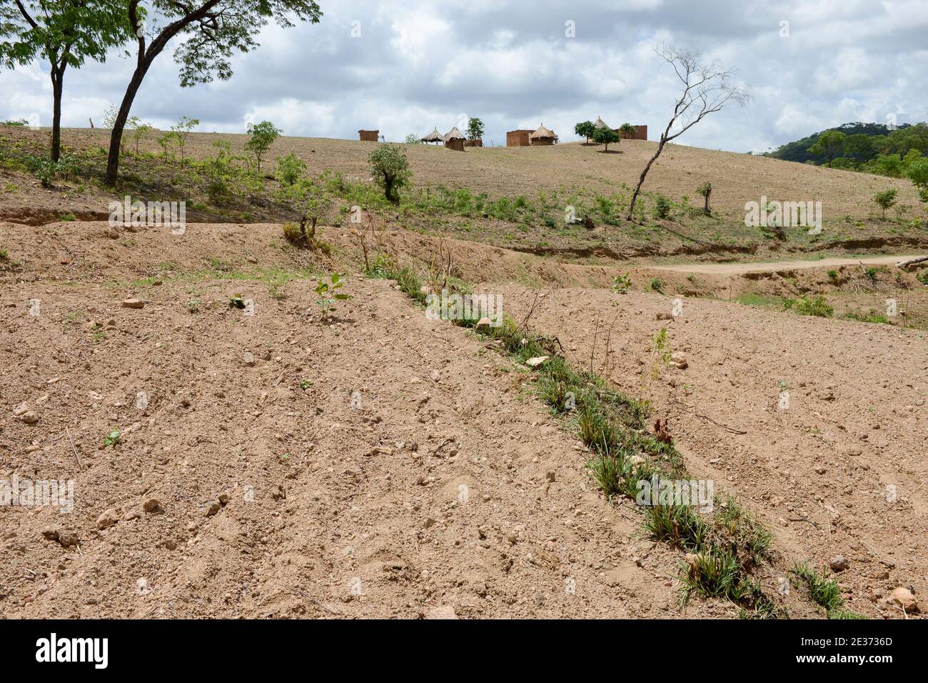 SAMBIA, Sinazongwe, Contour Farming, Farming in Huegelland, Pflügen entlang der Hügelkonturlinien und Grasreihen zum Erosionsschutz / SAMBIA, Sinazongwe, Dorf Muziyo, Contour Farming, Kontur Anbau ist die landwirtschaftliche Praxis des Pflanzens über einen Hang entlang seiner Höhenkonturlinien. Die mit Gras bepflankten Konturlinien erzeugen eine Wasserpause, die die Bildung von Rinnen und Schluchten und Bodenerosion in Zeiten starken Wasserablaufs verrdert Stockfoto