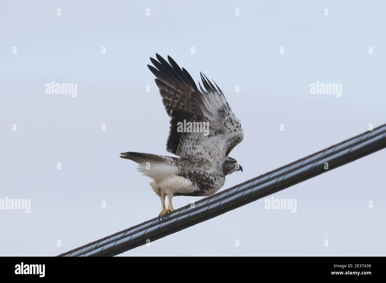 Red tailed Hawk in der Nähe der Eisenbahnbrücke an hellen Wintertag Stockfoto