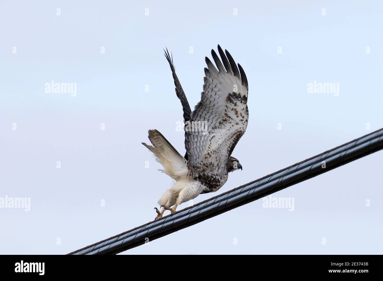 Red tailed Hawk in der Nähe der Eisenbahnbrücke an hellen Wintertag Stockfoto