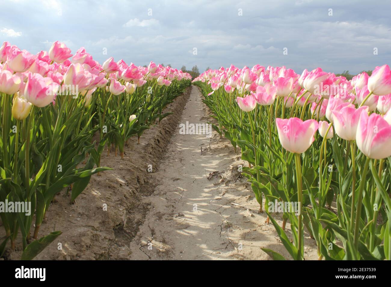 Zwei Reihen Tulpen mit rosa und weißen Blättern Ein Zwiebelfeld auf dem Land in den niederlanden mit Ein blauer Himmel im Frühling Stockfoto