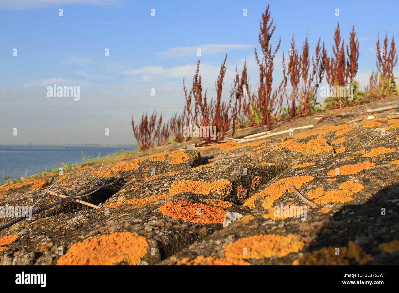 Ein farbenfroher Seedeich mit gelben Algen und Sorreln entlang der blauen westerschelde See in zeeland, Niederlande im Sommer Stockfoto