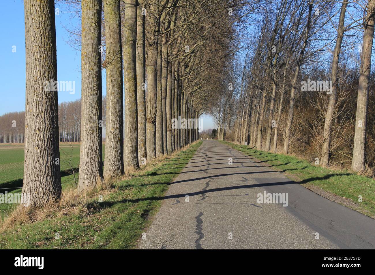Typisch holländische Landschaft mit langen Reihen großer beliebter Bäume Neben einer Straße an einem Deich im Grünen In zeeland im Frühling Stockfoto