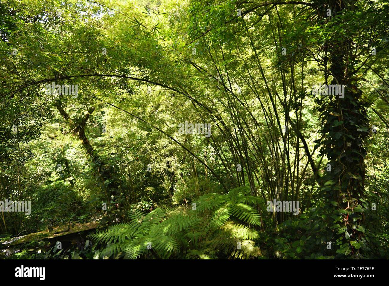 Naturblick auf die Pools, Las Pozas ein surrealistischer Garten (Jardín surrealista) im subtropischen Regenwald der Sierra Madre Berge, Mexiko. Stockfoto