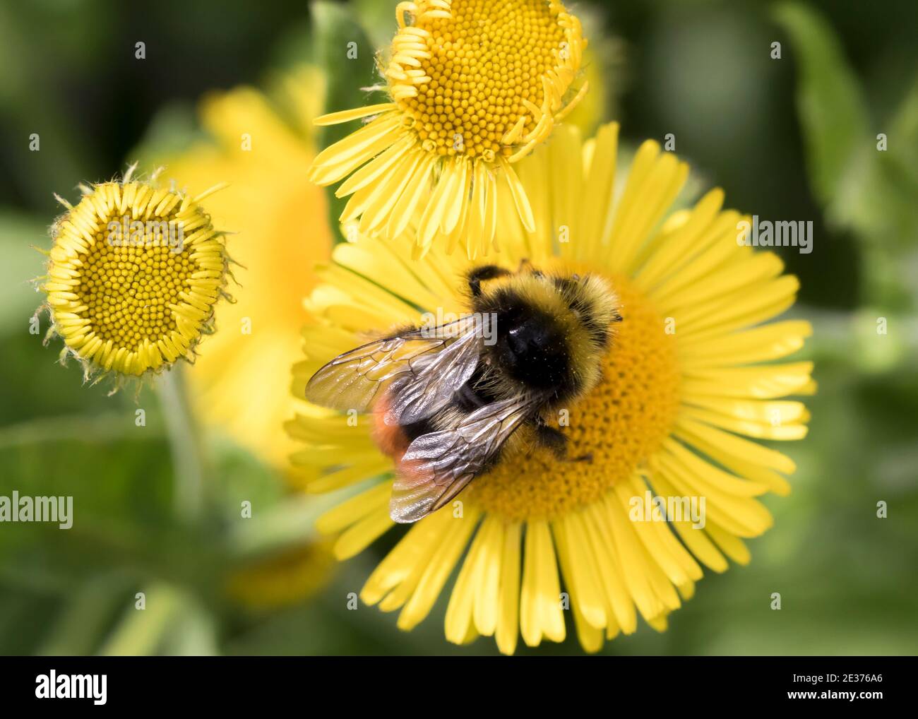 Männliche rote Schwanzhummel (Bombus lapidarius) auf der Nahrungssuche auf Flöhabane. Stockfoto