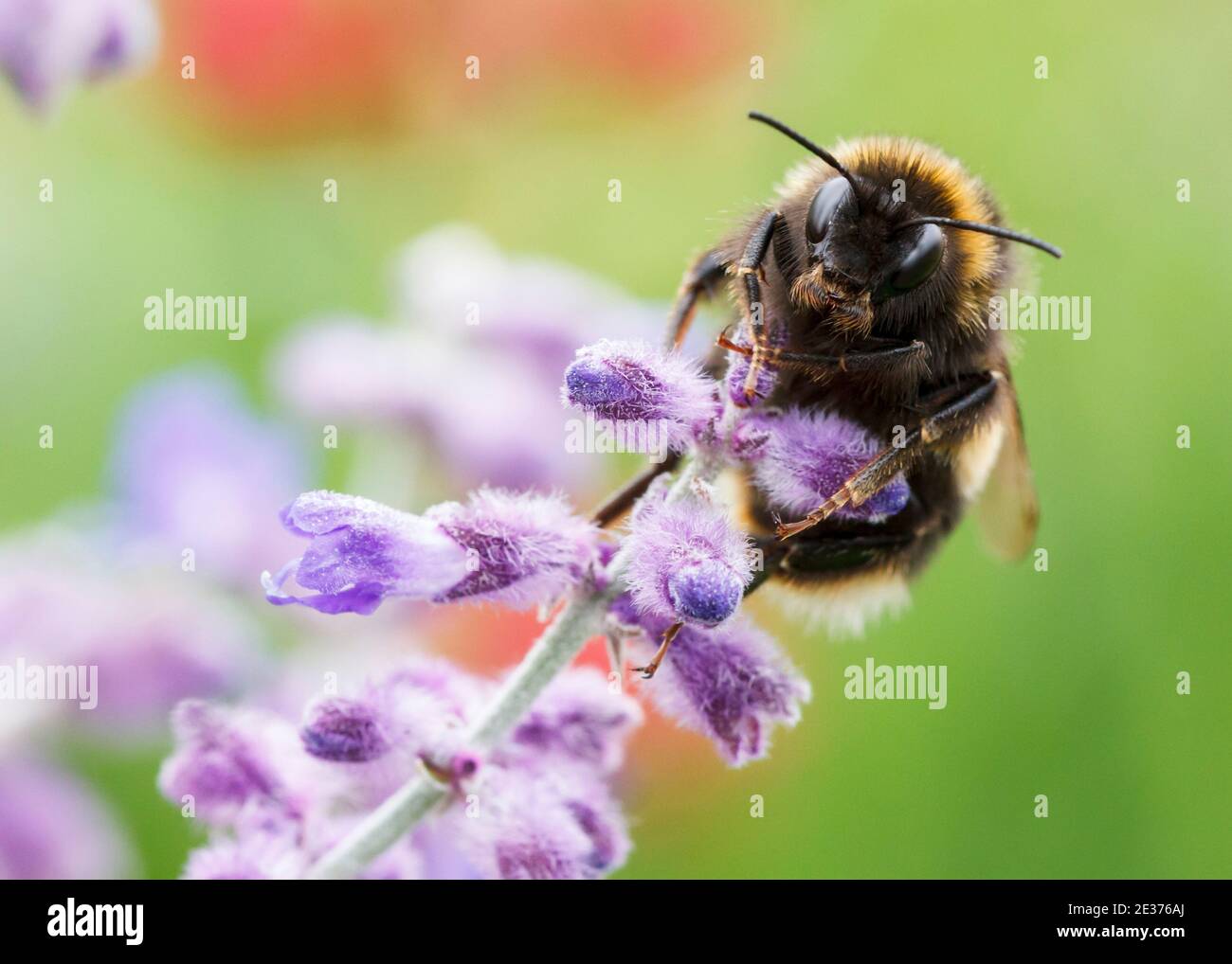 Portrait der Hummel auf Perovskia mit seinem Schnurrbart. Stockfoto