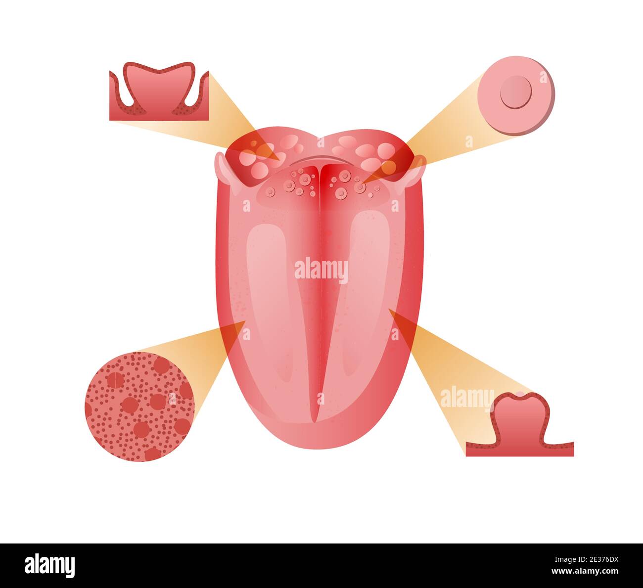 Hauptrezeptoren und Zellen Zunge. Basis Bitter Sensation Rezeptor mit schematischem sauer-rot-süßem und salzigem Geschmack. Stock Vektor