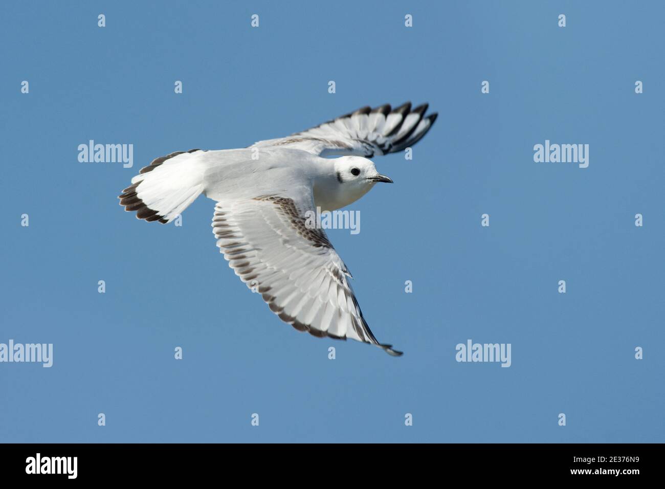 Erster Sommer Bonapart's Gull, Larus philadelphia, im Flug, über Farmoor Reservoir, Oxfordshire am 19th. April 2017. Stockfoto