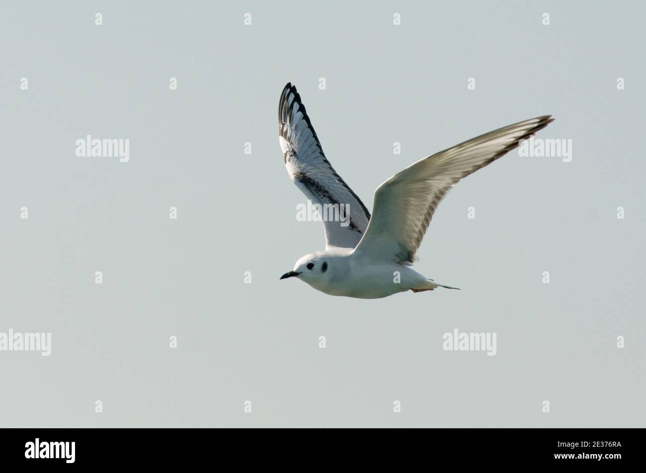 Erster Sommer Bonapart's Gull, Larus philadelphia, im Flug, über Farmoor Reservoir, Oxfordshire am 19th. April 2017. Stockfoto