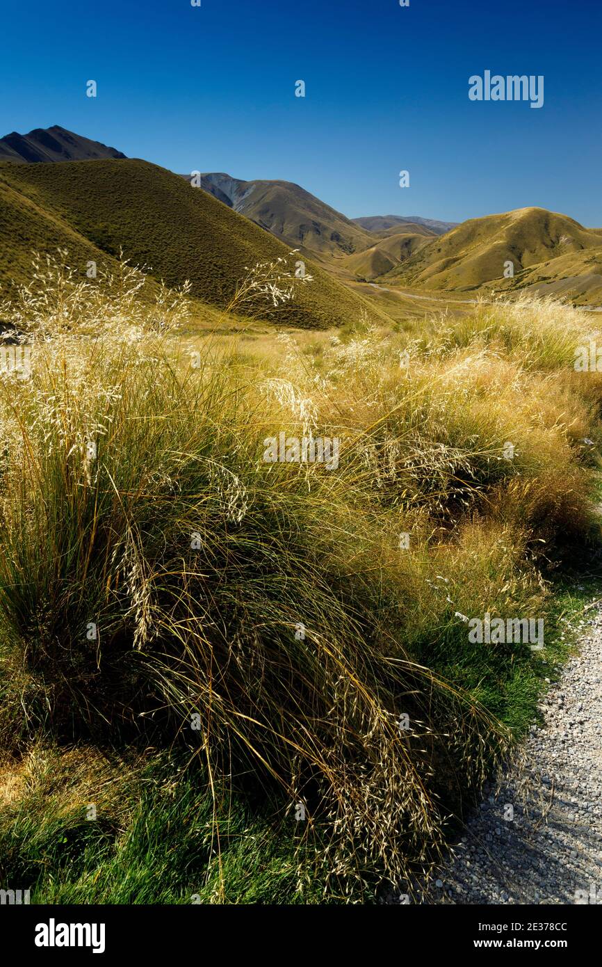 Das offene Grasland des Haast Passes an der Westküste der Südinsel, Neuseeland. Stockfoto