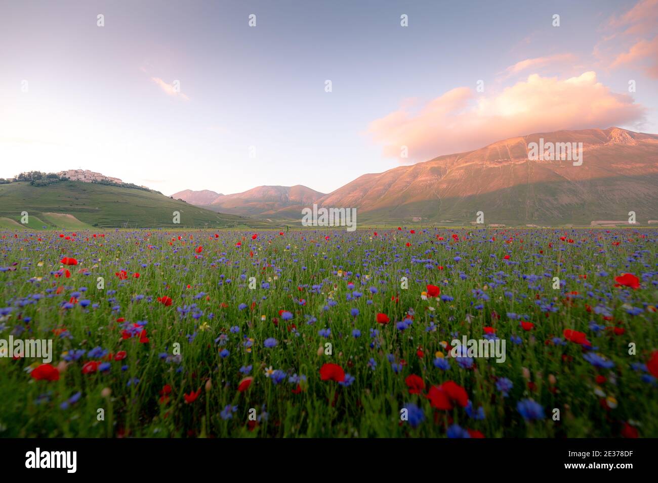 Wilde Blumen in Castelluccio di Norcia, Umbrien, Italien Stockfoto