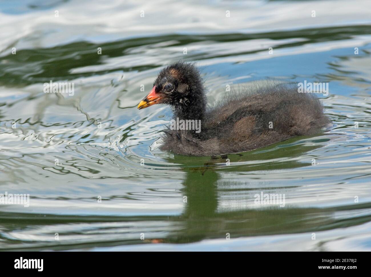 Moorhen, Gallinula chloropus, Küken füttern am Rande des Farmoor Reservoirs, Oxfordshire, 10th. August 2017. Stockfoto
