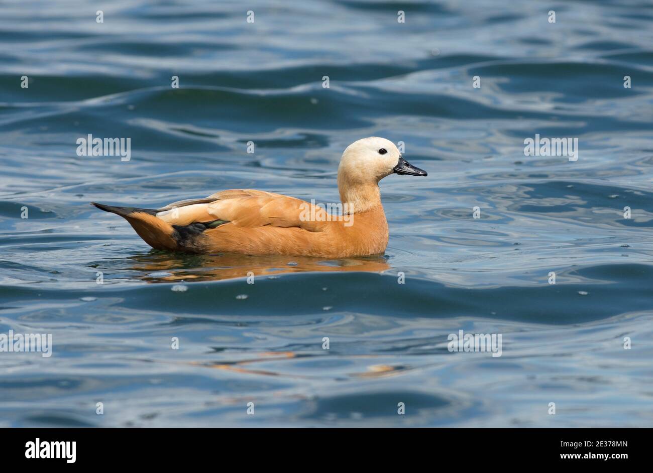 Weibliche Ruddy Shelduck, Tadorna ferruginea, Schwimmen auf Farmoor Reservoir, Oxfordshire, 10th. August 2017. Stockfoto