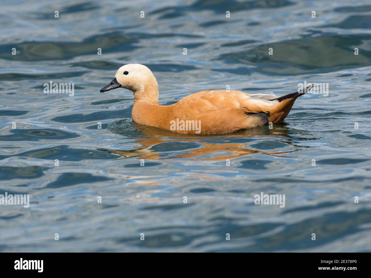 Weibliche Ruddy Shelduck, Tadorna ferruginea, Schwimmen auf Farmoor Reservoir, Oxfordshire, 10th. August 2017. Stockfoto