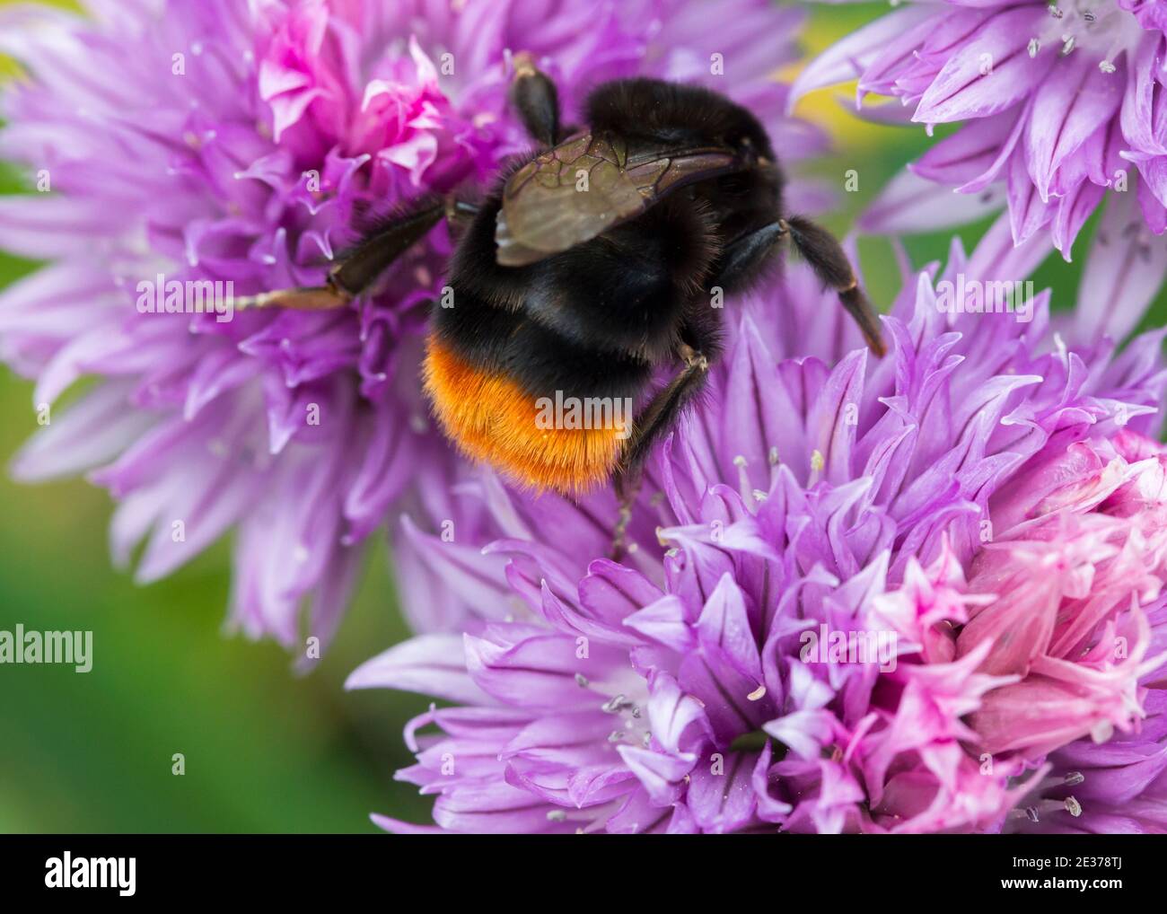 Rotschwanzhummelkönigin auf Schnittlauch Stockfoto