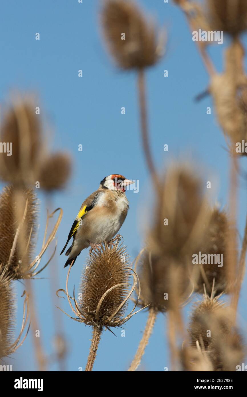 Der ausgewachsene Goldfink, Carduelis carduelis, der am Teasel ernährt, Dipsacus fullonum, ist im September 2017 im Frampton Marsh Reserve der RSPB in Lincolnshire Stockfoto