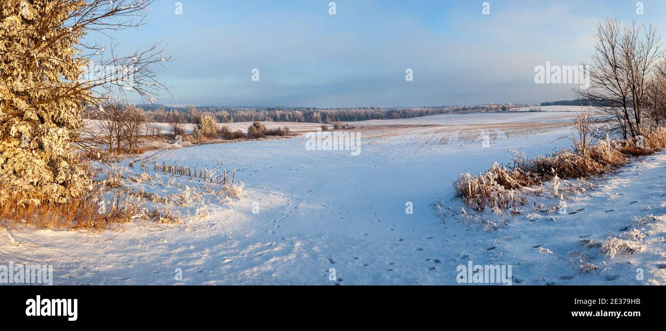 Schnee und Frost bedeckt Wisconsin Farm Feld und Wald mit einem blauen Himmel im Januar, Panorama Stockfoto