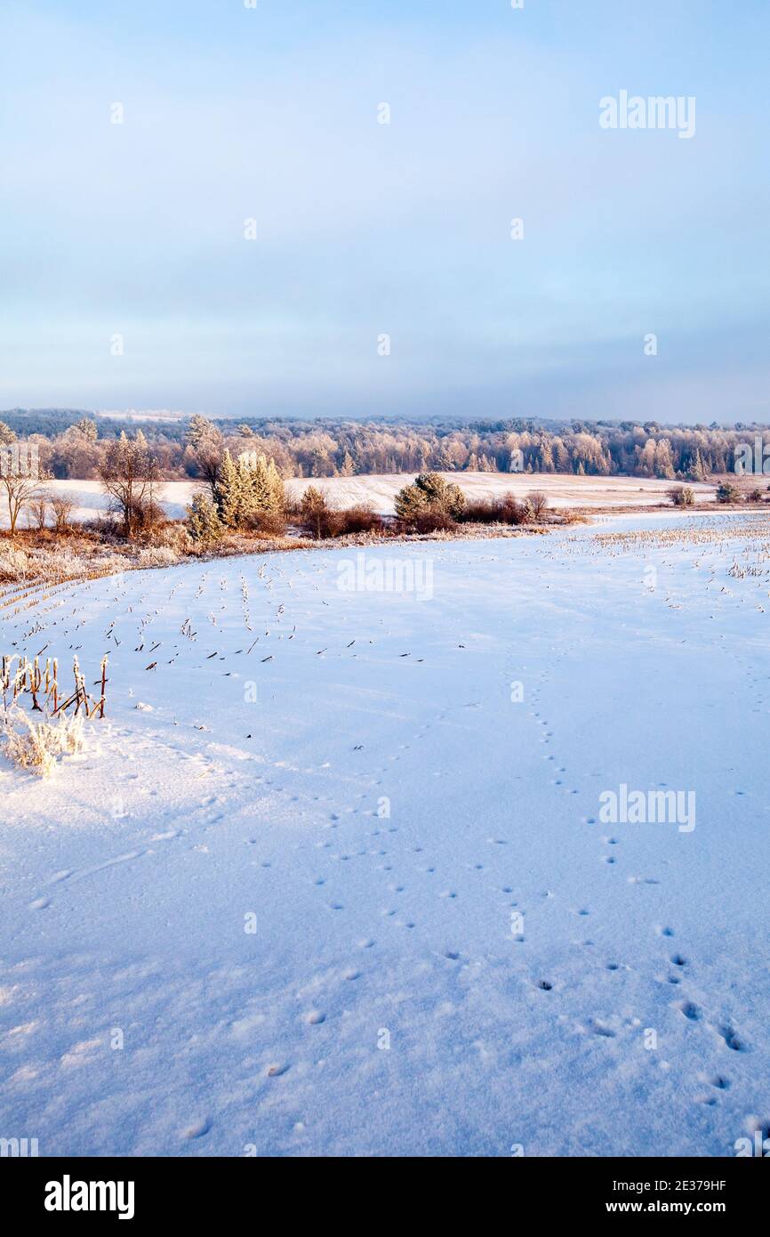 Schnee und Frost bedeckt Wisconsin Farm Feld und Wald mit einem blauen Himmel im Januar mit Tierspuren, vertikal Stockfoto