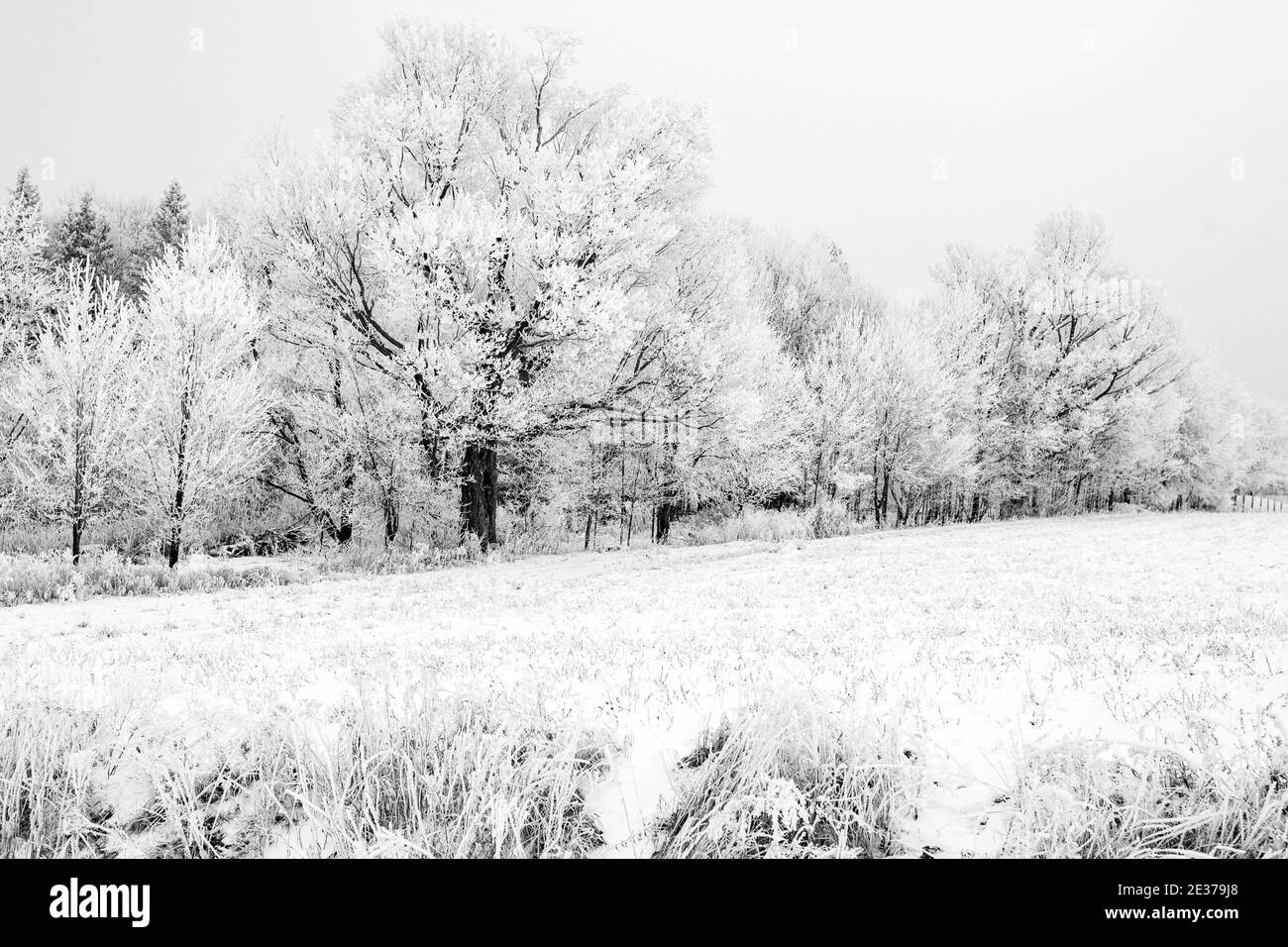 Schwarz-weißes Bild eines frostbedeckten Wisconsin-Waldes im Januar, horizontal Stockfoto