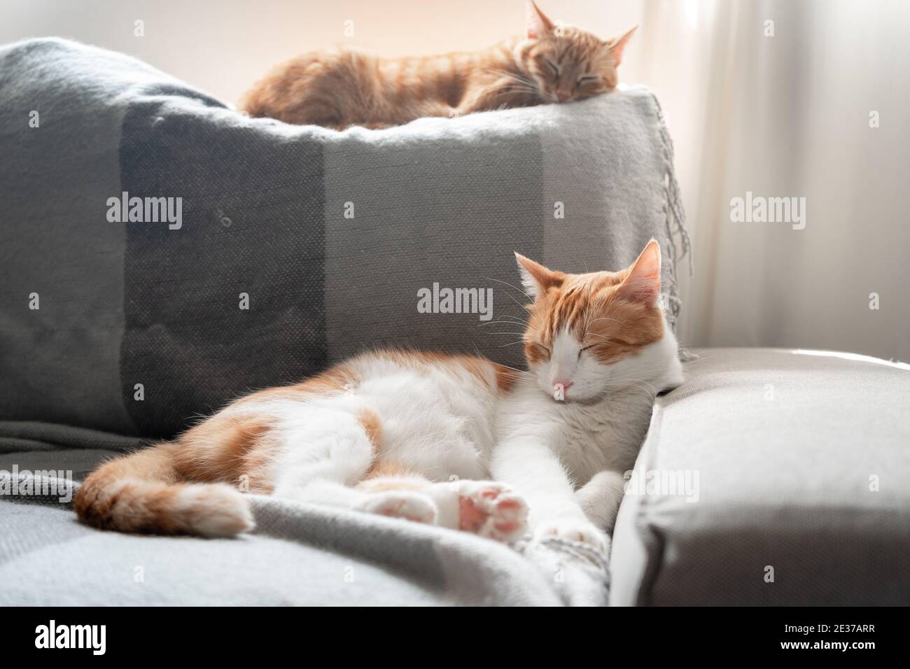 Zwei Hauskatzen schlafen auf dem Sofa unter dem Fenster Stockfoto