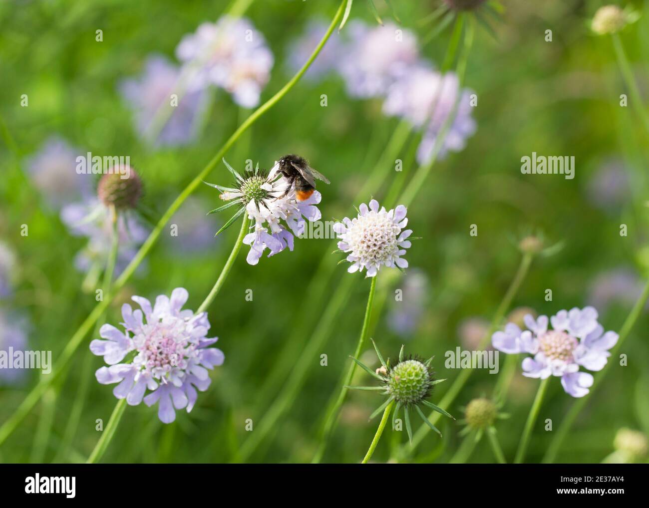 Rotschwanzhummel, Bombus lapidarius, Futter auf kleinen scabious, Scabiosa columbaria Stockfoto