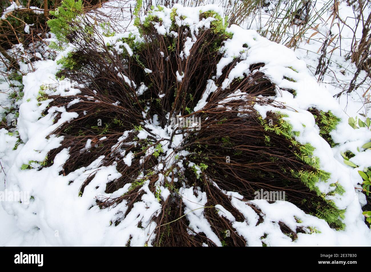 der hebe-Strauch ist nach dem Gewicht des Schnees abgeplattet und aufgeschraubt - Schottland, Großbritannien - siehe Bild 2E37B30 zur Entfernung des Schnees Stockfoto