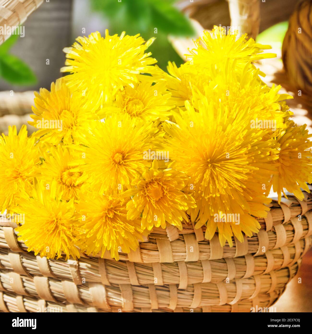 Löwenzahn und Korb im Garten Stockfoto