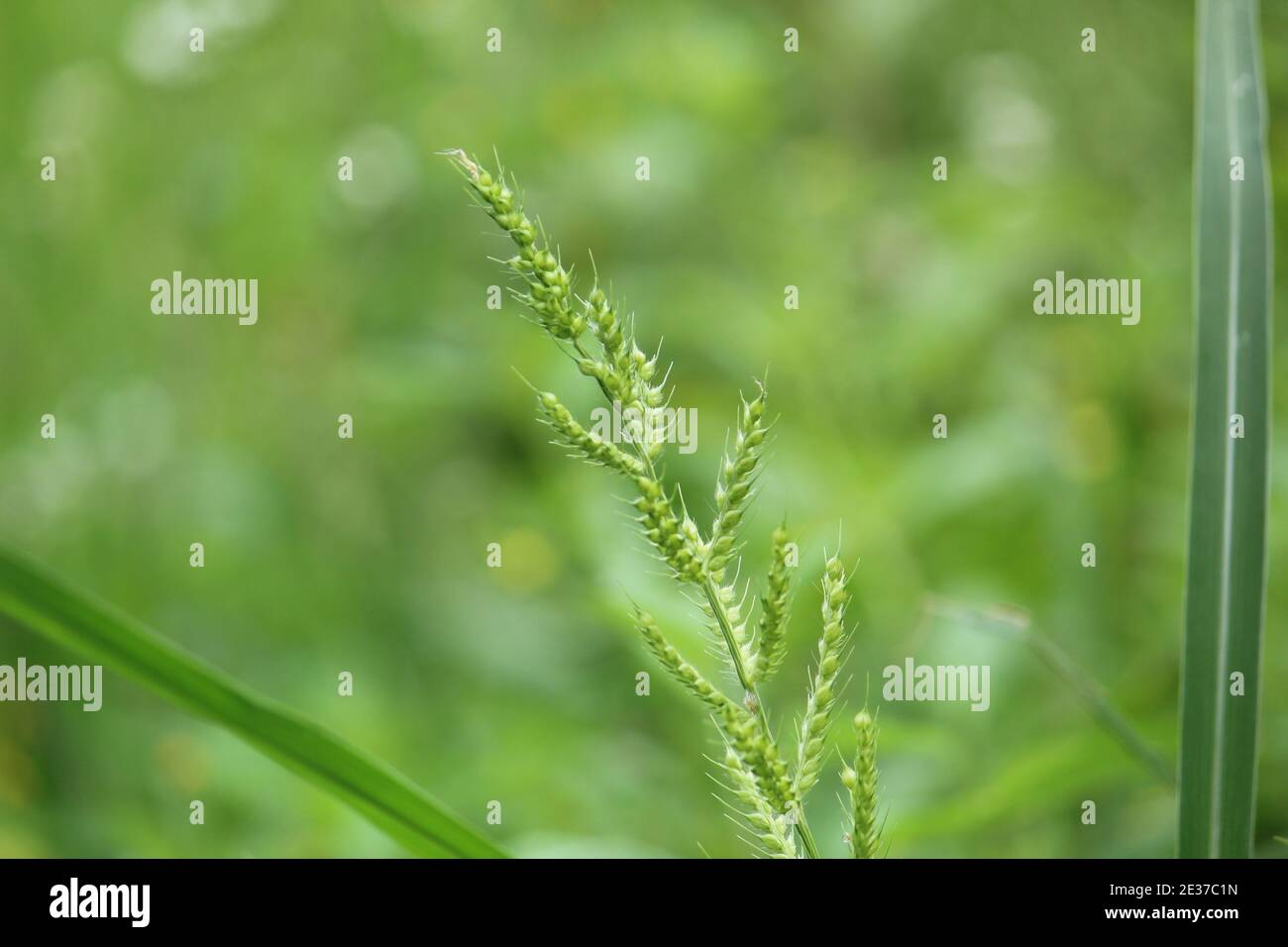 Wildgrassorten im Wildgras in der Natur gefunden Hintergrund Stockfoto