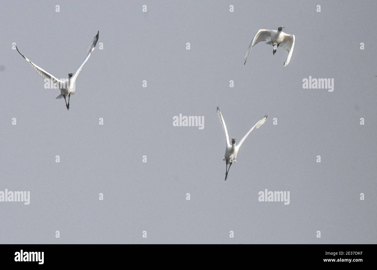 Ledong. Januar 2021. Das am 17. Januar 2021 aufgenommene Foto zeigt schwarze Löffler, die über einem Salzfeld im Bezirk Ledong in der südchinesischen Provinz Hainan fliegen. Mehrere Schwarzgesichtenlöffler, eine vom Aussterben bedrohte Vogelart, wurden am Sonntag auf dem Salzfeld gesichtet. Der Schwarzgesichtenlöffler ist im International Council for Bird Preservation Bird Red Data Book gelistet und gehört aufgrund seines begrenzten Verbreitungsgebietes und seiner extrem seltenen Population zu den am stärksten gefährdeten Vögeln der Welt. Quelle: Pu Xiaoxu/Xinhua/Alamy Live News Stockfoto