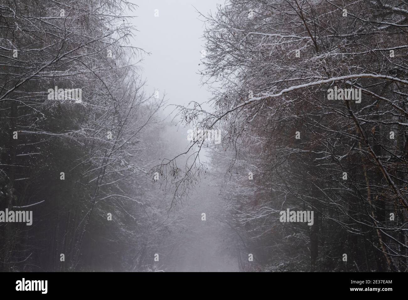 Ein winterlicher Morgen mit Schnee und Nebel in Haywood Oaks Blidworth, Nottinghamshire England Stockfoto