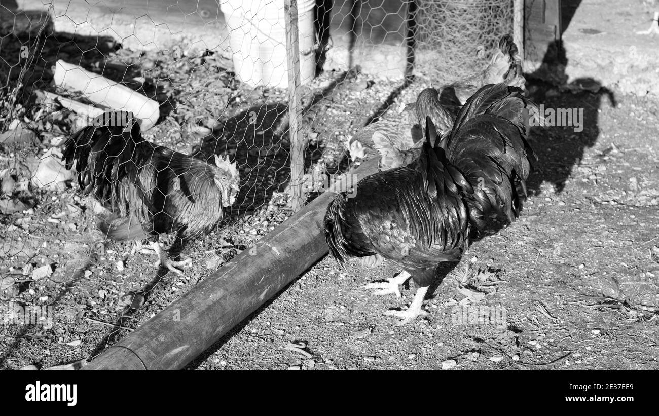 Hähne und Hühner im Hof eines Bauernhofes (Marken, Italien, Europa) Stockfoto