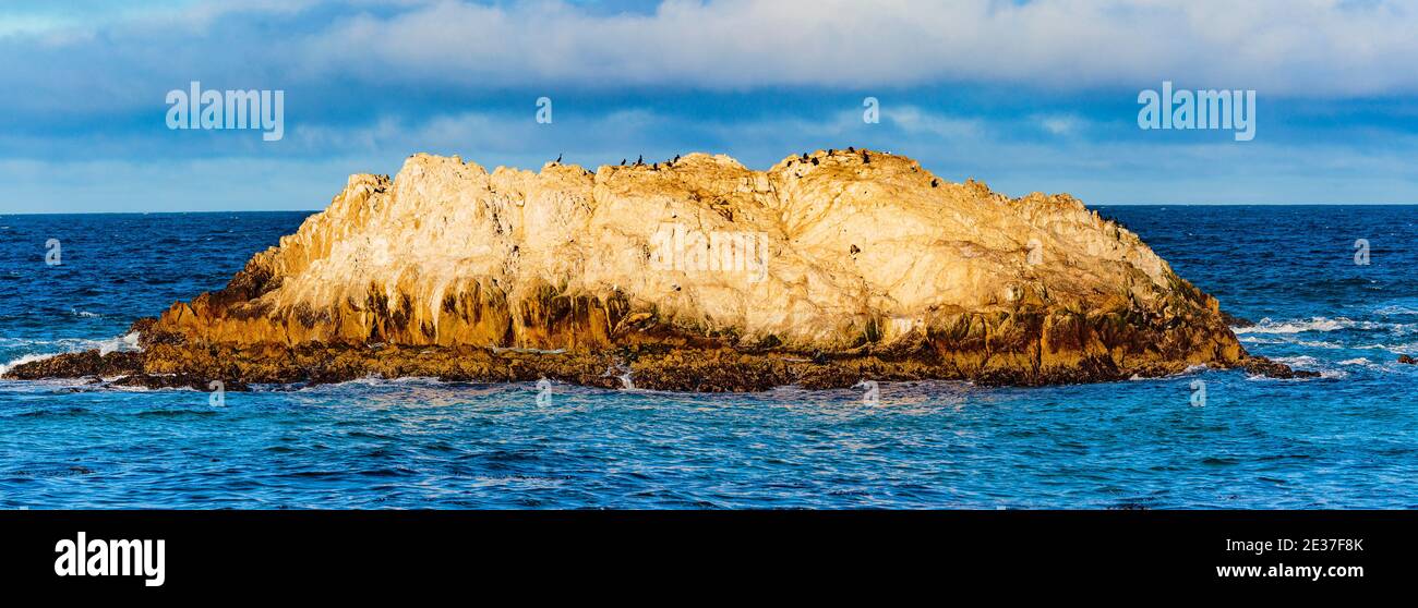 Pebble Beach, Kalifornien, 18. Februar 2018: Beliebter Treffpunkt zum Sonnen und Netzwerken für Robben, Seelöwen und verschiedene Ufervögel. Stockfoto