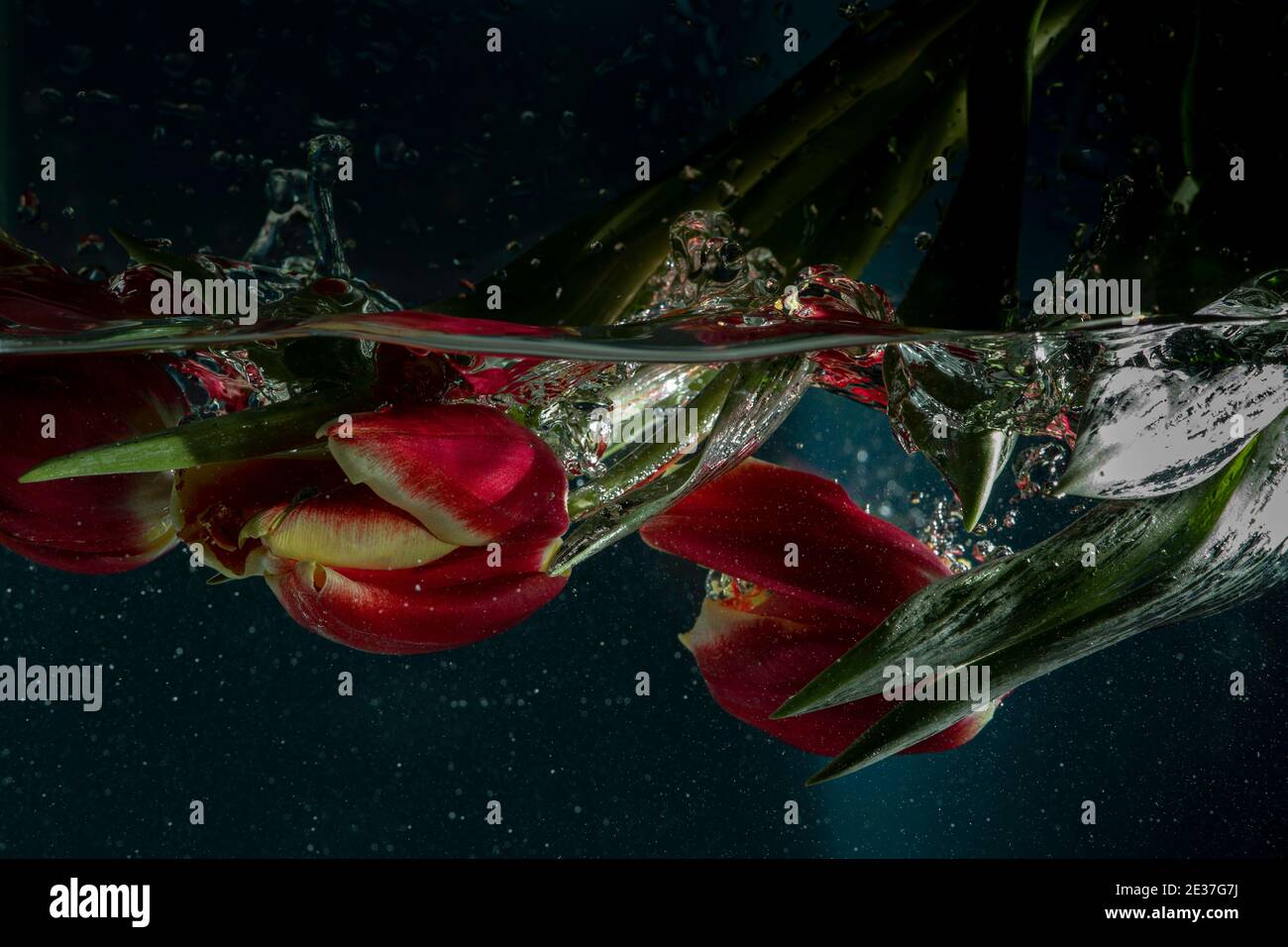 Tullips im Wassertank, spritzt abstrakte Kunst Stockfoto