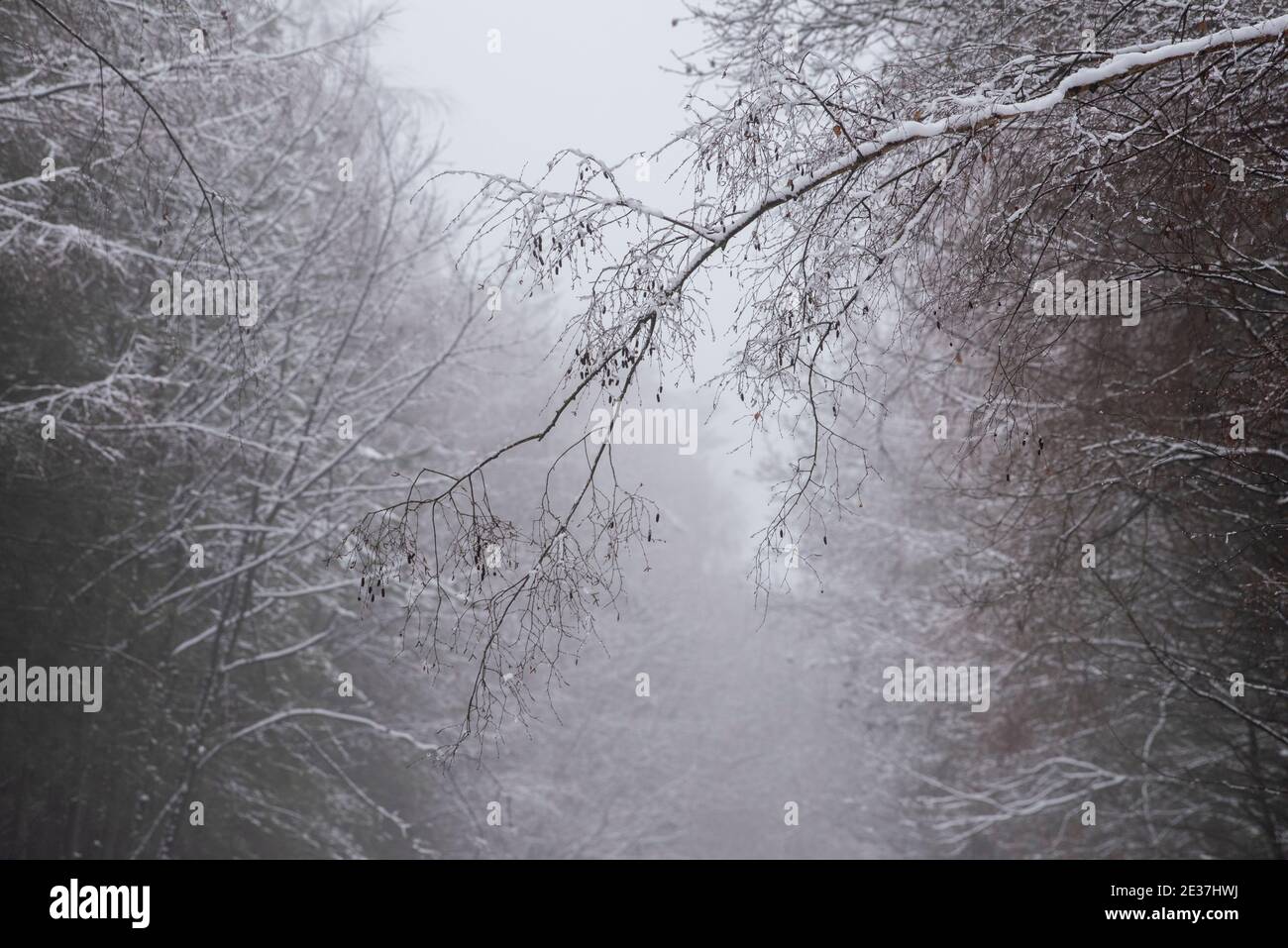 Ein winterlicher Morgen mit Schnee und Nebel in Haywood Oaks Blidworth, Nottinghamshire England Stockfoto