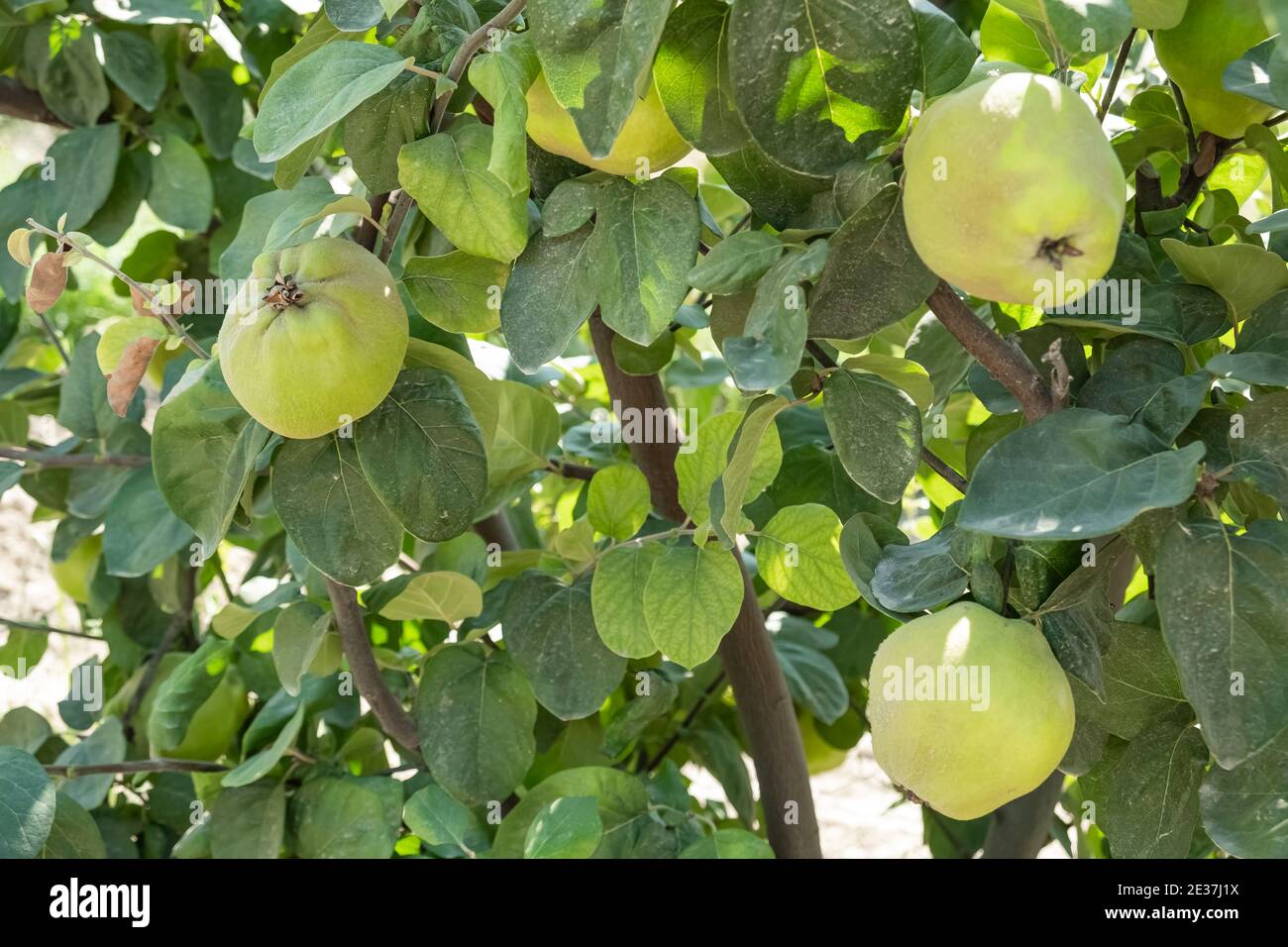 Quitte Früchte im Obstgarten. Gesundes, biologisches und leckeres Essen, das auf die Ernte wartet. Stockfoto