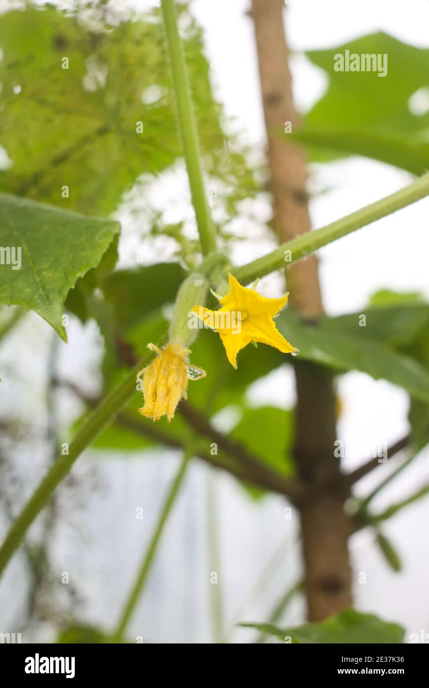 Gelbe Blume einer Gurke im Gewächshaus aus nächster Nähe. Stockfoto