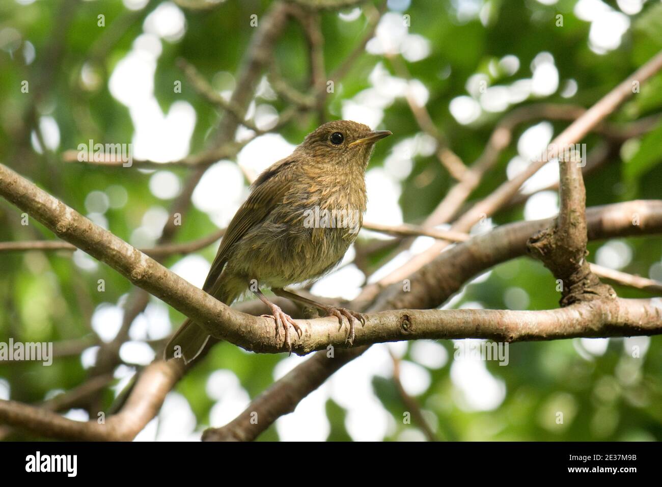 Jungtier Robin, Erithacus rubecula, auf einem Baumzweig in einem Garten in Harwell, Oxfordshire, 19th. Juni 2018. Stockfoto