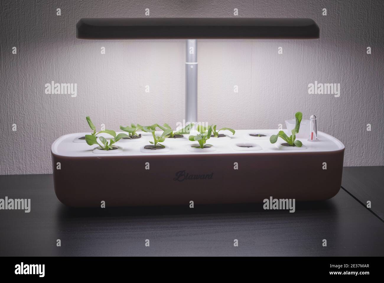 Home hydroponische Einheit Stockfoto