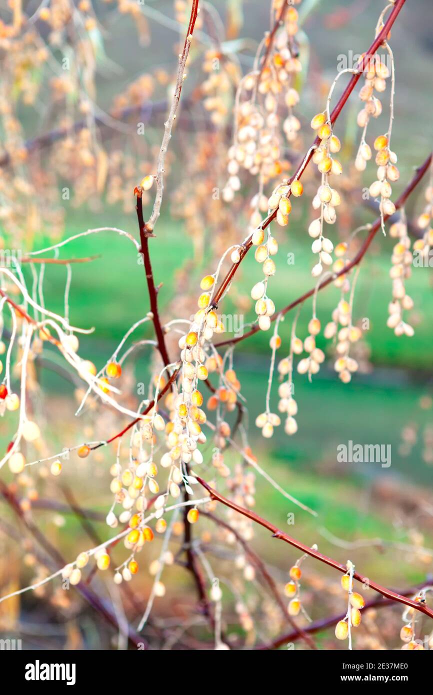 Russische Olive mit Silberbeere . Elaeagnus angustifolia . Wilder Olivenbaum  Stockfotografie - Alamy