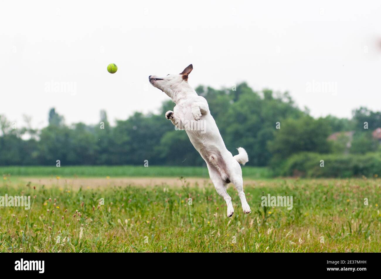 Jack Russell Terrier springt hoch in die Luft, um einen Tennisball zu fangen. Der Hund ist in einem Park, sportlich und fit Hund Stockfoto