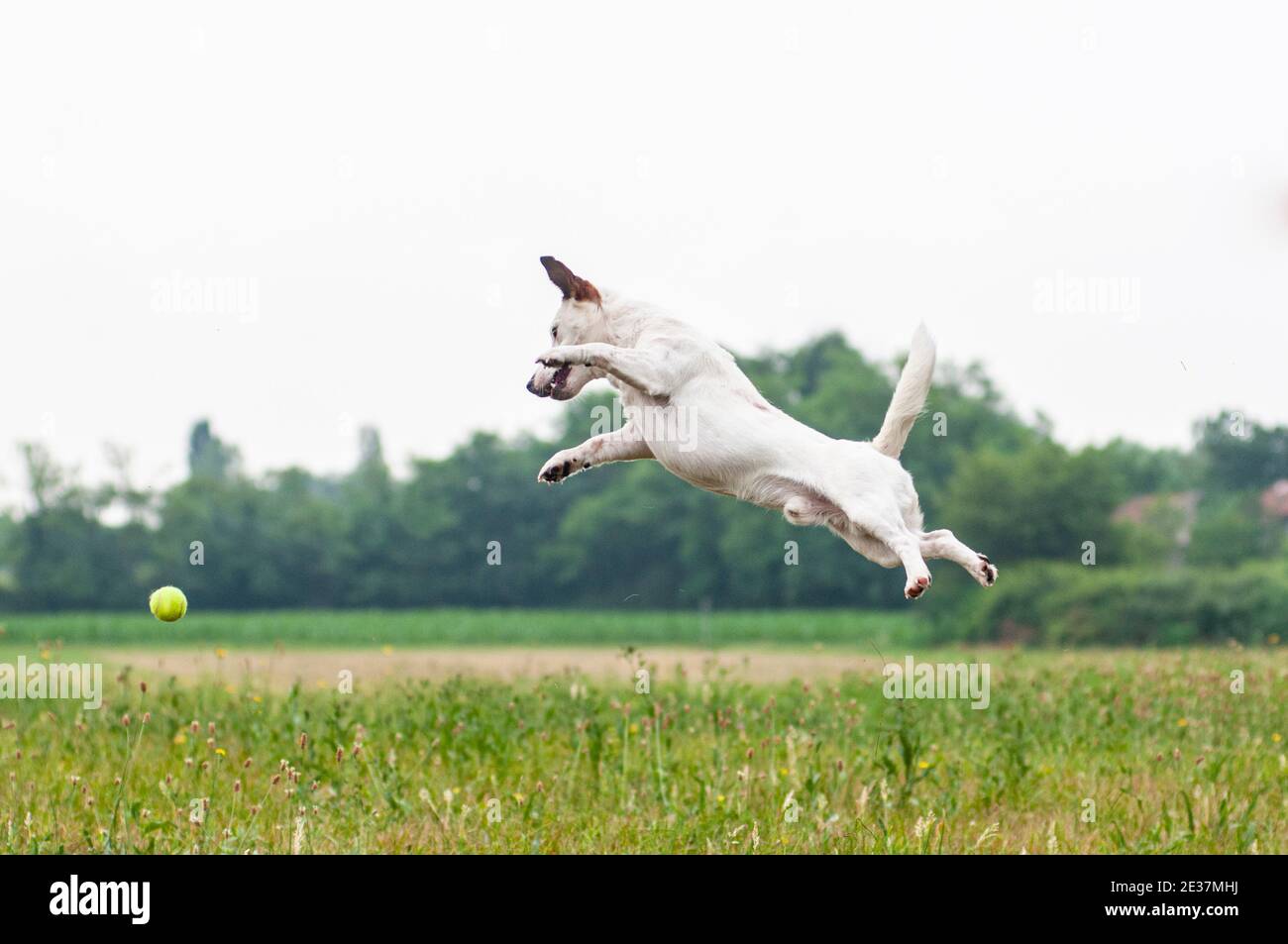 Jack Russell Terrier springt hoch in die Luft, um einen Tennisball zu fangen. Der Hund ist in einem Park, sportlich und fit Hund Stockfoto
