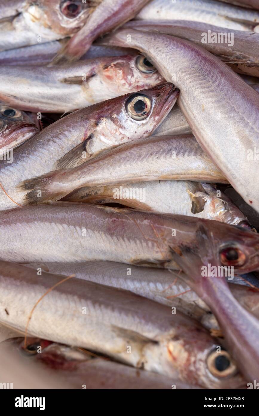 Stapel von frischem Merlangius merlangus, allgemein bekannt als Wittling oder Merling, dieser Fisch ist ähnlich wie der Seehecht, verkauft es auf dem Markt. Stockfoto