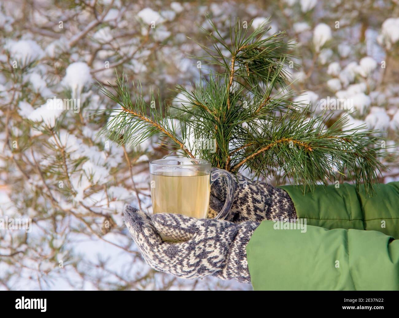 Kiefer Nadel Tee Infusion in transparentem Glas Tee Tasse, Person mit Vintage-Stil Fäustlinge halten. Verschneite Kiefer im Hintergrund, im Freien. Stockfoto