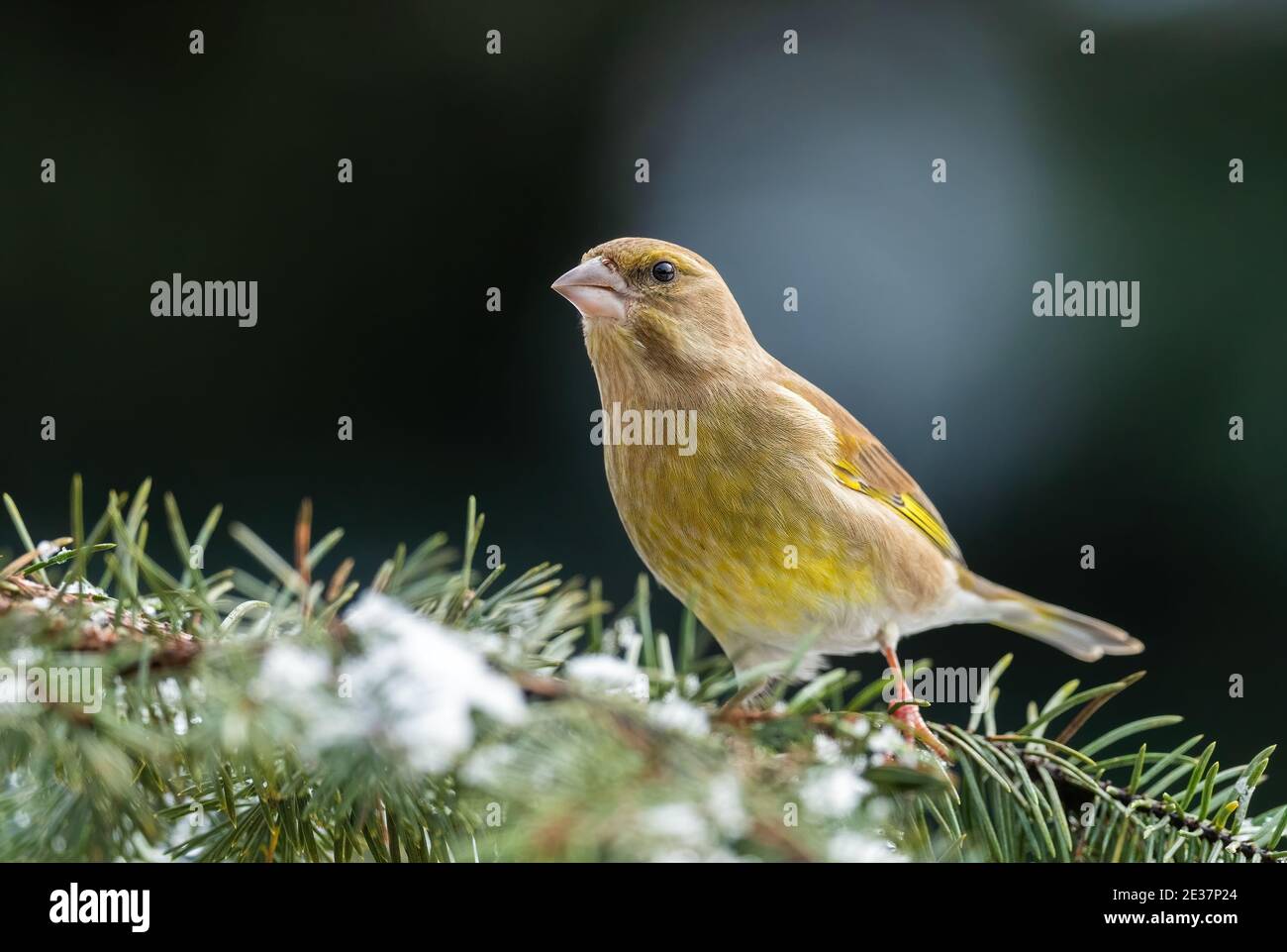 Europäischer Grünfink - Chloris chloris, schöner Singvogel aus europäischen Gärten und Wäldern, Zlin, Tschechische Republik. Stockfoto