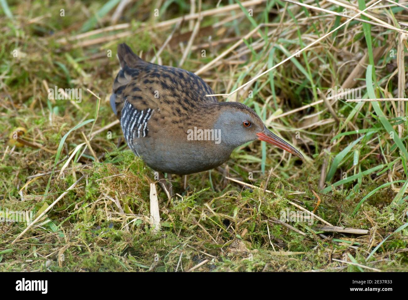 Water Rail, Rallye aquaticus, Fütterung im Otmoor-Reservat von RSPB, Oxfordshire, 30. Januar 2019. Stockfoto