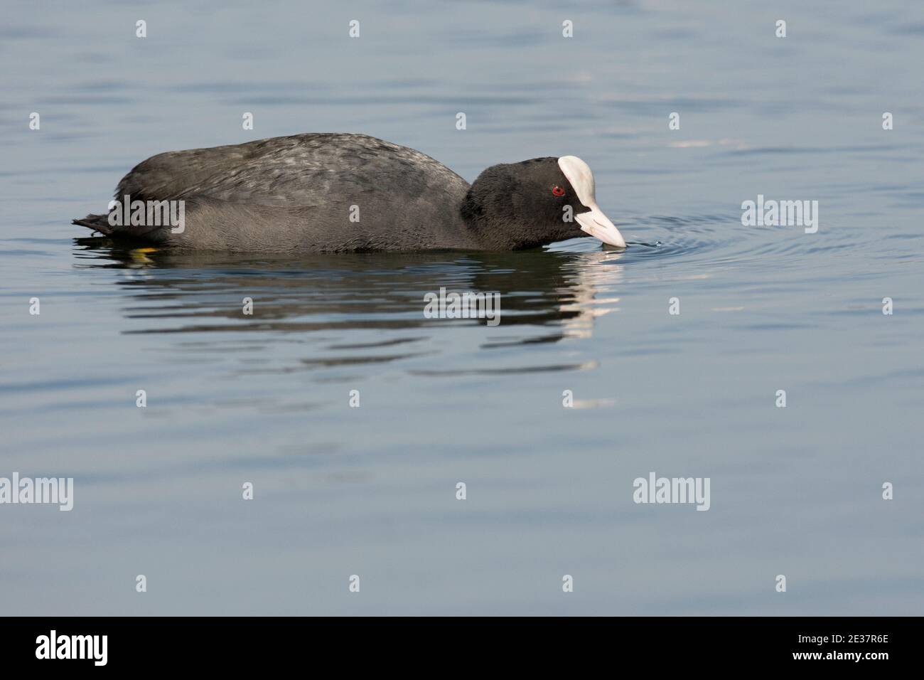 Adult Coot, Fulica atra, Territorialdarstellung, Farmoor Reservoir, Oxfordshire, 1. April 2019. Stockfoto