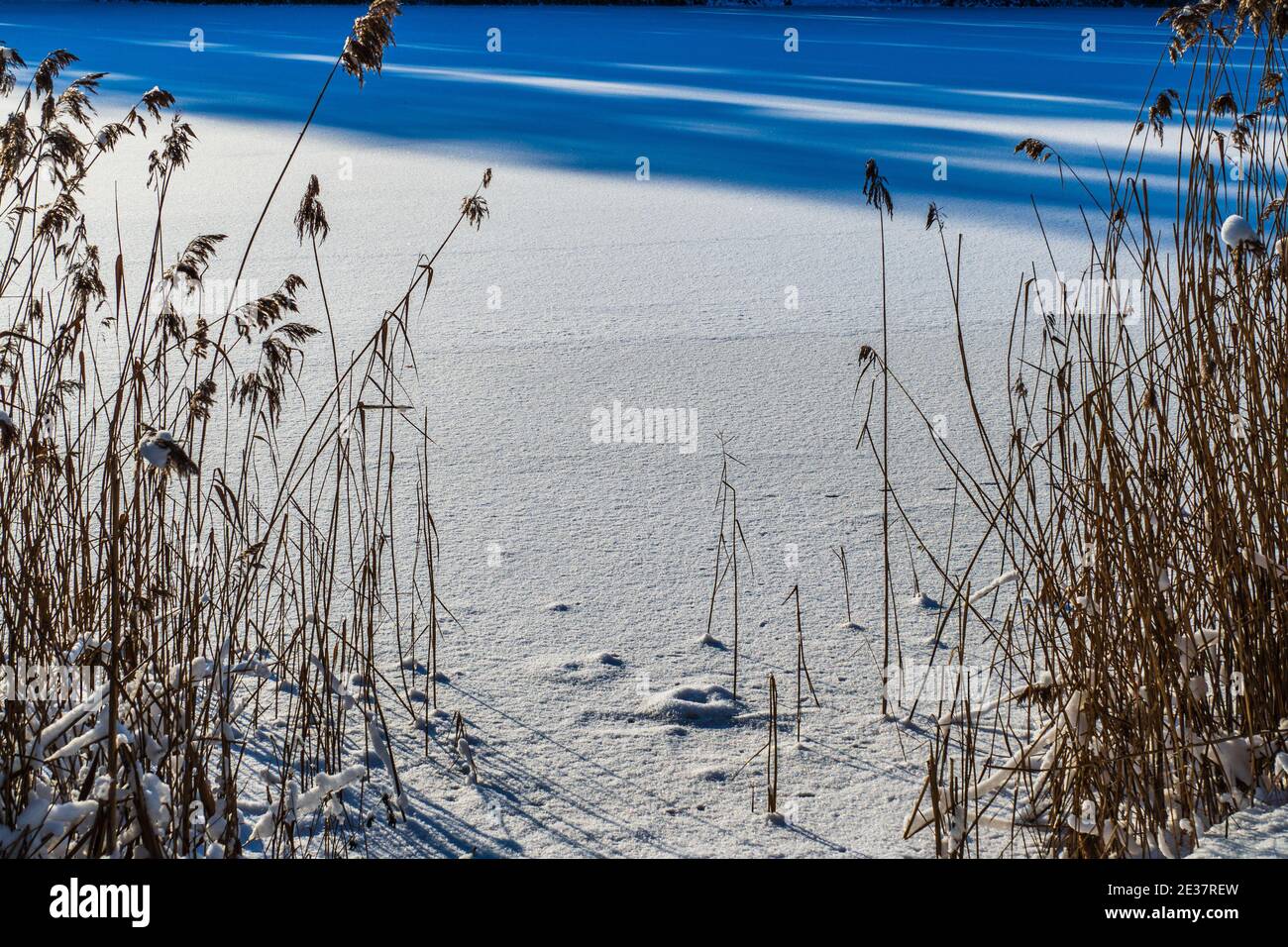 Trockenes Schilf unter Schnee im kalten Winter bei Frozen See Stockfoto