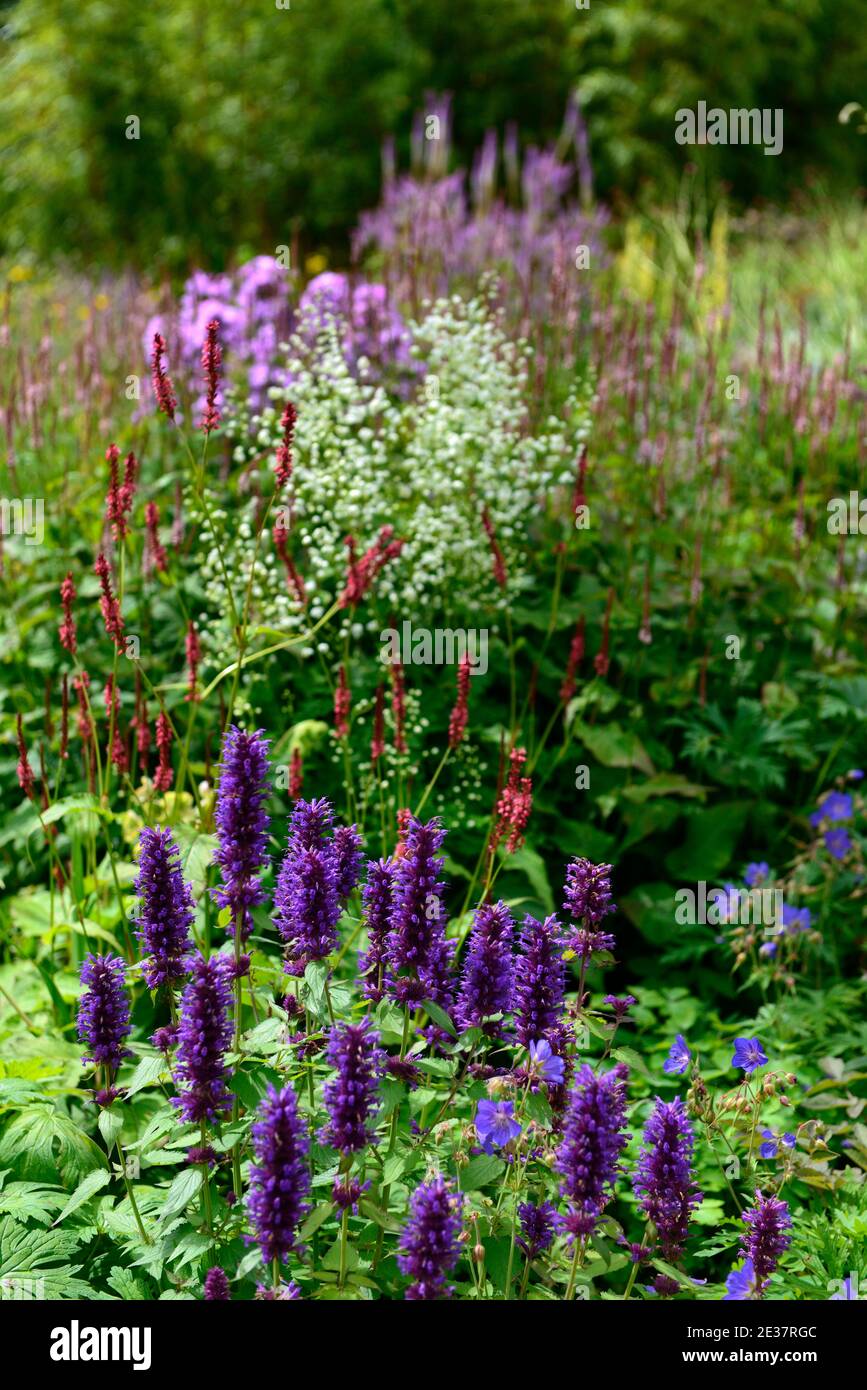 Agastache Blue Boa, Anis Ysop, persicaria, thalictrum, Veronicastrum, tief violett-blaue Blütenspitzen, grünes Laub, Blumen, Blüte, mehrjährige, Garten, ga Stockfoto