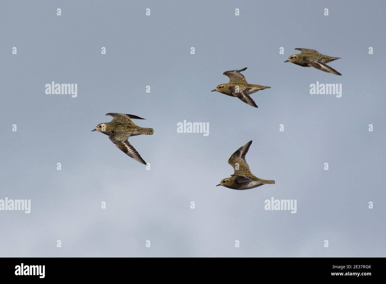 Überwinternde Golden Plovers, Pluvialis apricaria, im Flug über das RSPB's Otmoor Reserve, Oxfordshire, 22. Februar 2020. Stockfoto